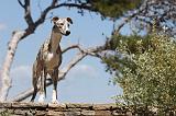 WHIPPET 042